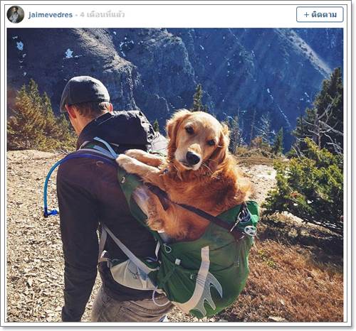 Dogilike.com :: 22 ҾзѺ㨷٨ Ңͧѡͧҡ˹ !!
