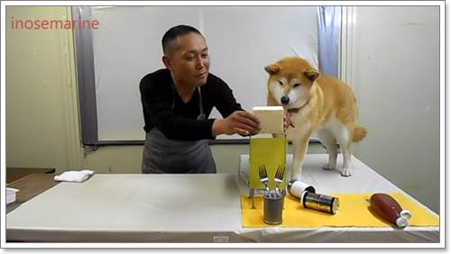 Dogilike.com :: Դâ? ͪԺشǹҡҢͧҸԵ÷