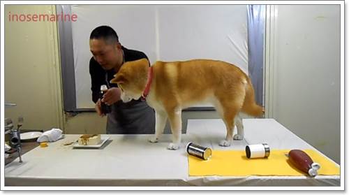Dogilike.com :: Դâ? ͪԺشǹҡҢͧҸԵ÷