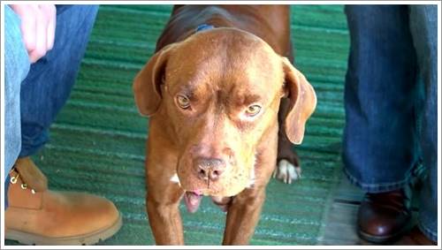 Dogilike.com :: ҢͧعѢ١仹ҹ 2  㹷شүԴ ...
