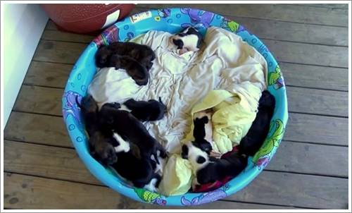 Dogilike.com :: ҢͧعѢ١仹ҹ 2  㹷شүԴ ...
