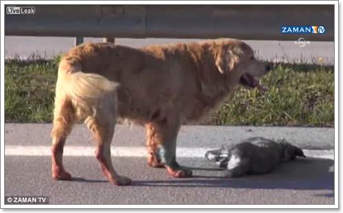 Dogilike.com :: ͹!  ªԵ͹ѡ١öҧ (դԻ)