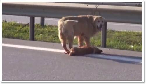 Dogilike.com :: ͹!  ªԵ͹ѡ١öҧ (դԻ)