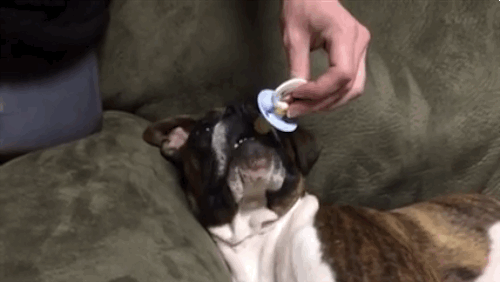 Dogilike.com :: Luke สุนัขบ็อกเซอร์สุดน่ารัก นอนไม่หลับถ้าไม่มีจุกนมหลอก (มีคลิป)