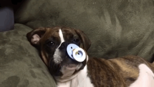 Dogilike.com :: Luke สุนัขบ็อกเซอร์สุดน่ารัก นอนไม่หลับถ้าไม่มีจุกนมหลอก (มีคลิป)