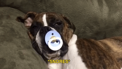Dogilike.com :: Luke สุนัขบ็อกเซอร์สุดน่ารัก นอนไม่หลับถ้าไม่มีจุกนมหลอก (มีคลิป)