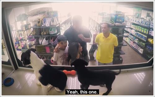 Dogilike.com :: ͪǺҫѺ§عѢ ٹѡԧϨ֧ҹѵ§áԨ