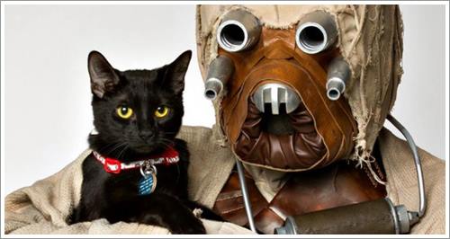 Dogilike.com :: ش! ᤹ҴҨѺعѢҾ Star Wars ͡Һҹ