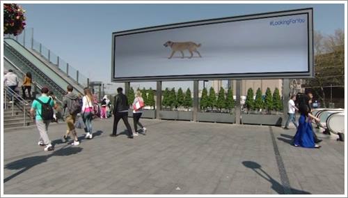 Dogilike.com :: ѹ͹͹! ໭عѢԨԵش ԹҪͻ͹Ѻ§