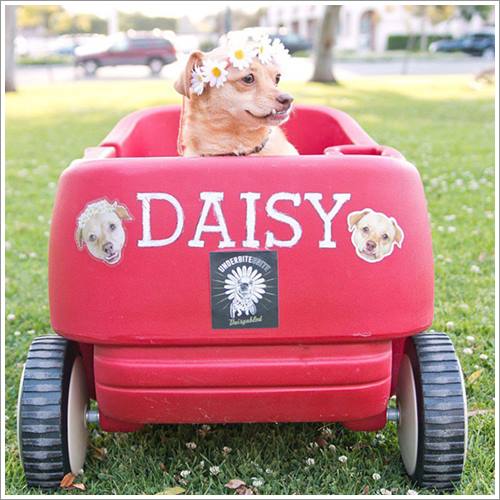 Dogilike.com :: Daisy ٺҧ¹š繴عѢԡ