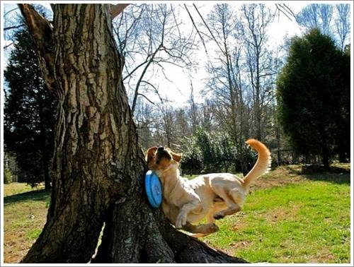 Dogilike.com :: 26 Ҿش ͹ͧҡѡ Ҵ ͹ѹ !!