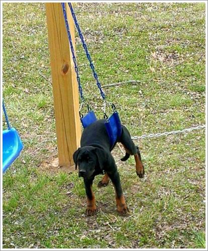 Dogilike.com :: 26 Ҿش ͹ͧҡѡ Ҵ ͹ѹ !!