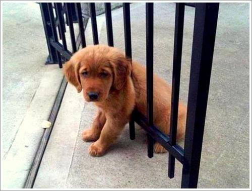 Dogilike.com :: 26 Ҿش ͹ͧҡѡ Ҵ ͹ѹ !!