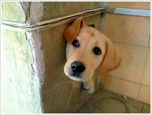 Dogilike.com :: 26 Ҿش ͹ͧҡѡ Ҵ ͹ѹ !!