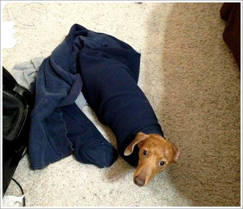 Dogilike.com :: 26 Ҿش ͹ͧҡѡ Ҵ ͹ѹ !!