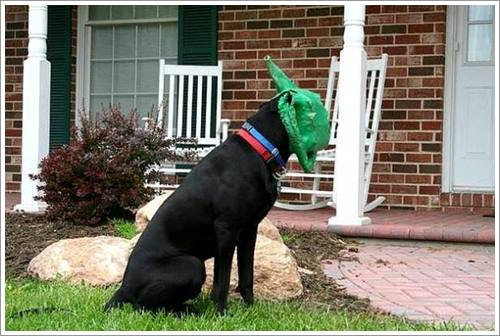 Dogilike.com :: 26 Ҿش ͹ͧҡѡ Ҵ ͹ѹ !!
