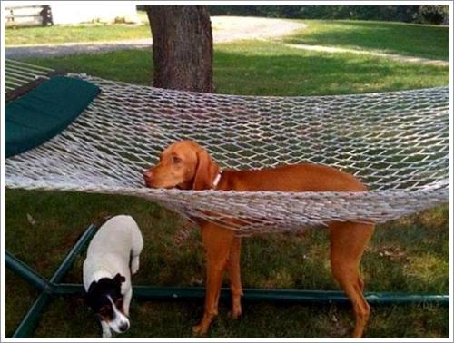 Dogilike.com :: 26 Ҿش ͹ͧҡѡ Ҵ ͹ѹ !!