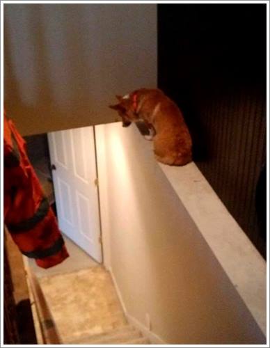Dogilike.com :: 26 Ҿش ͹ͧҡѡ Ҵ ͹ѹ !!