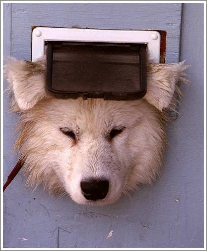 Dogilike.com :: 26 Ҿش ͹ͧҡѡ Ҵ ͹ѹ !!