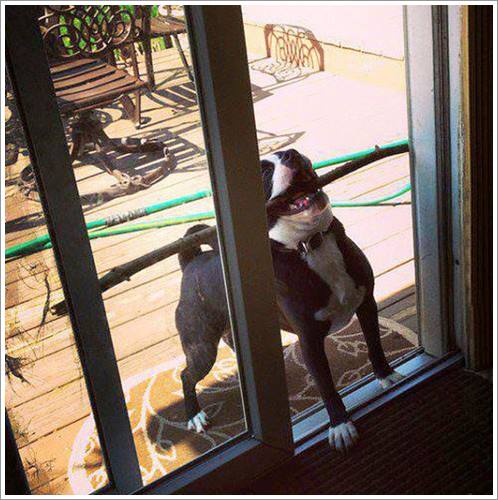 Dogilike.com :: 26 Ҿش ͹ͧҡѡ Ҵ ͹ѹ !!