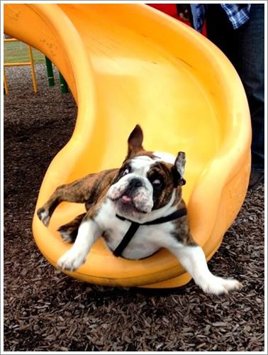 Dogilike.com :: 26 Ҿش ͹ͧҡѡ Ҵ ͹ѹ !!