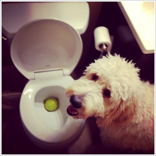 Dogilike.com :: 26 Ҿش ͹ͧҡѡ Ҵ ͹ѹ !!