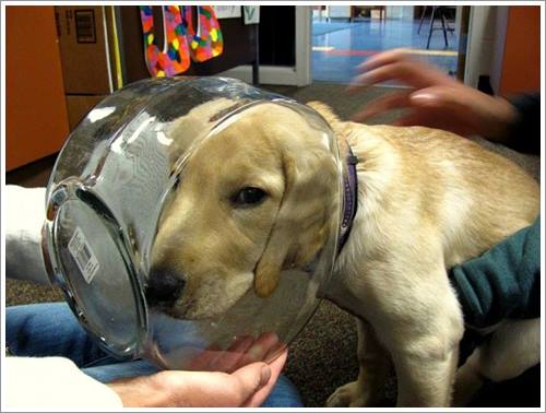 Dogilike.com :: 26 Ҿش ͹ͧҡѡ Ҵ ͹ѹ !!
