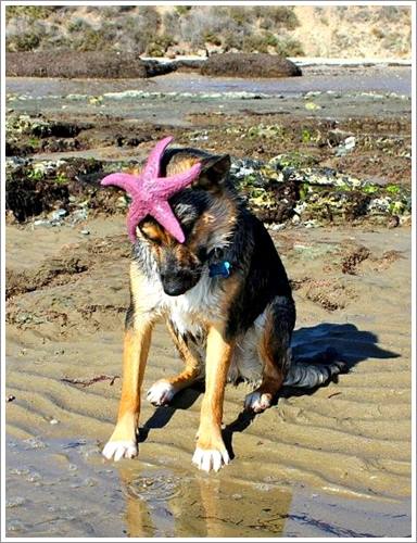Dogilike.com :: 26 Ҿش ͹ͧҡѡ Ҵ ͹ѹ !!