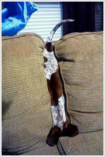 Dogilike.com :: 26 Ҿش ͹ͧҡѡ Ҵ ͹ѹ !!
