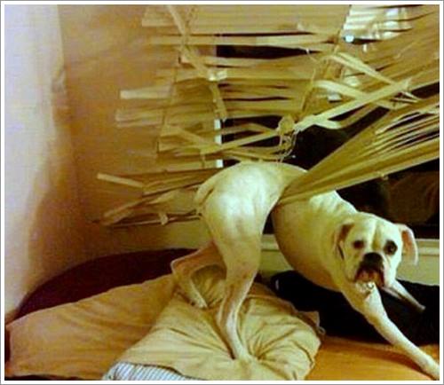 Dogilike.com :: 26 Ҿش ͹ͧҡѡ Ҵ ͹ѹ !!