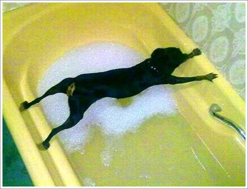 Dogilike.com :: 26 Ҿش ͹ͧҡѡ Ҵ ͹ѹ !!