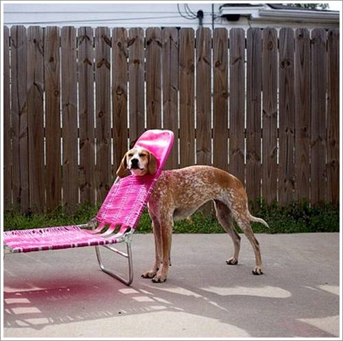 Dogilike.com :: 26 Ҿش ͹ͧҡѡ Ҵ ͹ѹ !!