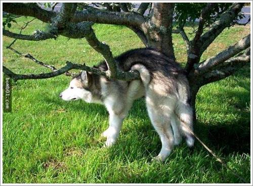 Dogilike.com :: 26 Ҿش ͹ͧҡѡ Ҵ ͹ѹ !!