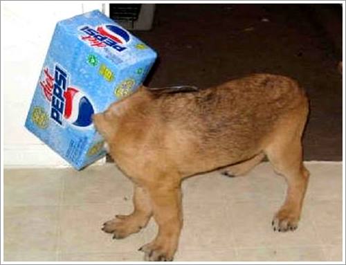 Dogilike.com :: 26 Ҿش ͹ͧҡѡ Ҵ ͹ѹ !!