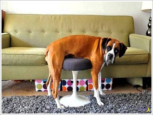Dogilike.com :: 26 Ҿش ͹ͧҡѡ Ҵ ͹ѹ !!