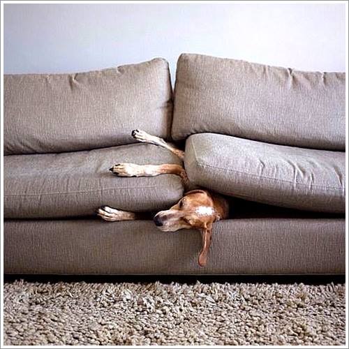 Dogilike.com :: 26 Ҿش ͹ͧҡѡ Ҵ ͹ѹ !!