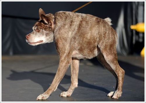ยลโฉม! เจ้า Quasi Mod ผู้คว้าแชมป์สุนัขน่าเกลียดแห่งปี 2015 | Dogilike.Com