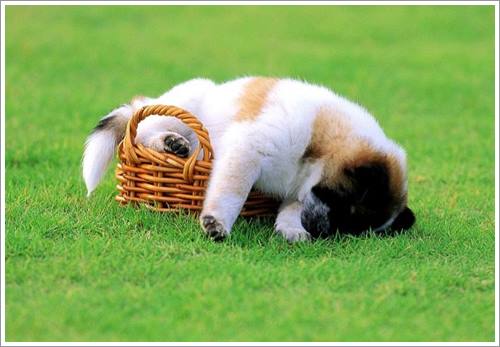 Dogilike.com :: 32 Ҿ׹ѹ ͧѵö͹Ѻءء !!