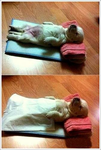 Dogilike.com :: 32 Ҿ׹ѹ ͧѵö͹Ѻءء !!