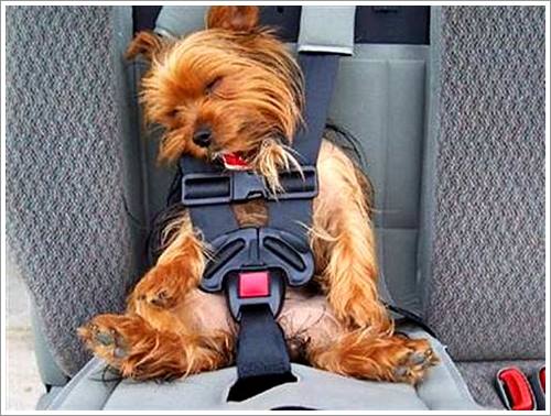 Dogilike.com :: 32 Ҿ׹ѹ ͧѵö͹Ѻءء !!