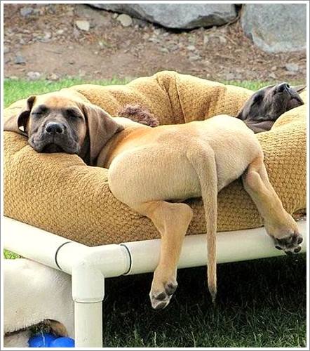 Dogilike.com :: 32 Ҿ׹ѹ ͧѵö͹Ѻءء !!