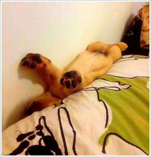 Dogilike.com :: 32 Ҿ׹ѹ ͧѵö͹Ѻءء !!