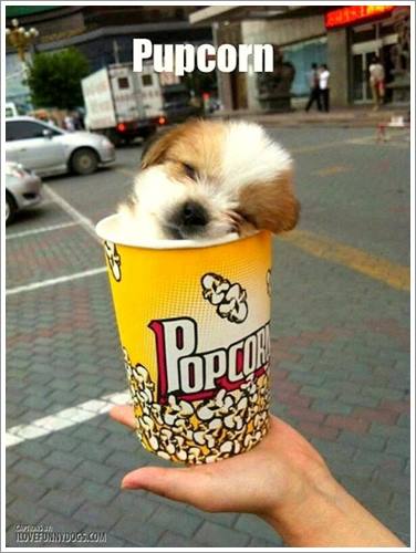 Dogilike.com :: 32 Ҿ׹ѹ ͧѵö͹Ѻءء !!