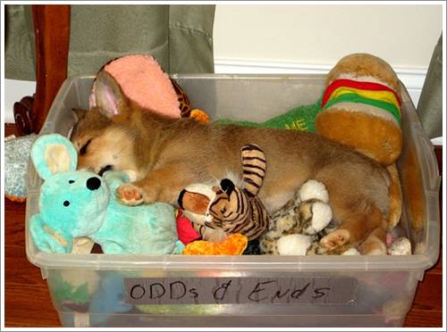 Dogilike.com :: 32 Ҿ׹ѹ ͧѵö͹Ѻءء !!