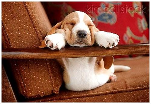 Dogilike.com :: 32 Ҿ׹ѹ ͧѵö͹Ѻءء !!