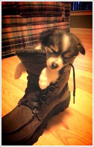 Dogilike.com :: 32 Ҿ׹ѹ ͧѵö͹Ѻءء !!