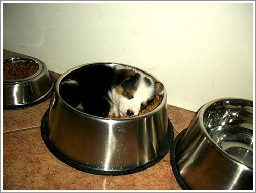 Dogilike.com :: 32 Ҿ׹ѹ ͧѵö͹Ѻءء !!
