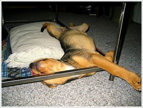 Dogilike.com :: 32 Ҿ׹ѹ ͧѵö͹Ѻءء !!