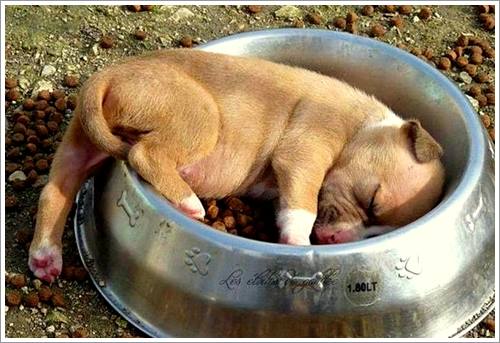 Dogilike.com :: 32 Ҿ׹ѹ ͧѵö͹Ѻءء !!