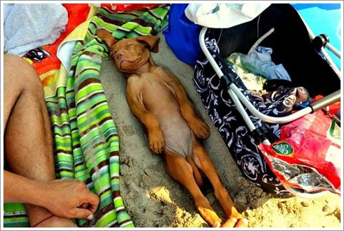Dogilike.com :: 32 Ҿ׹ѹ ͧѵö͹Ѻءء !!